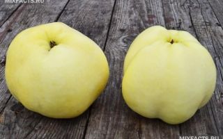 Косточки от яблок польза