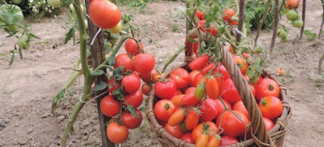 Польза помидоров беременным