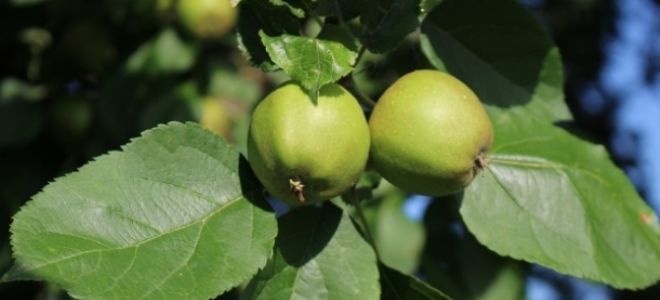 Польза яблоки грушовка