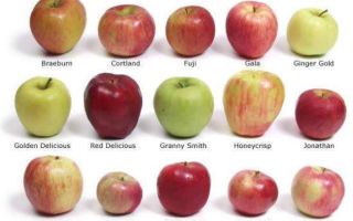 Яблоки вареные польза
