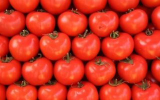 Польза парниковых помидор