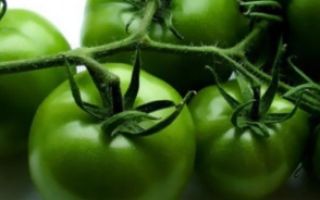 Зеленые консервированные помидоры польза
