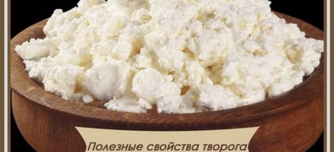 Творог со сметаной польза