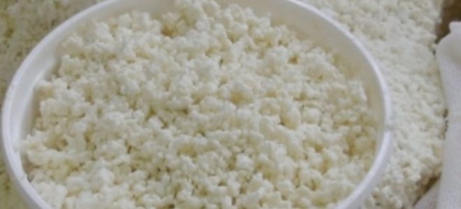 Творог жирность польза