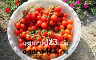 Польза помидоров отзывы