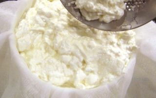 Творог польза женщин