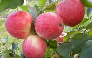 Яблоки садовые польза