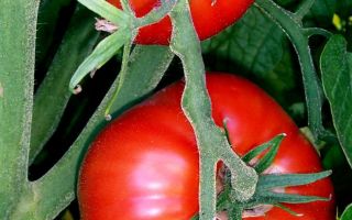 Польза квашенных помидор