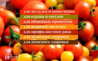 Турецкие помидоры польза