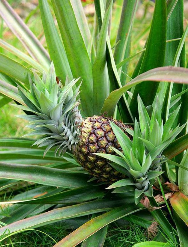 Зеленый ананас польза