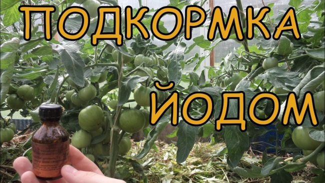 Польза шкурок от помидор